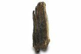 Partial Woolly Mammoth Molar - North Sea Deposits #295853-2